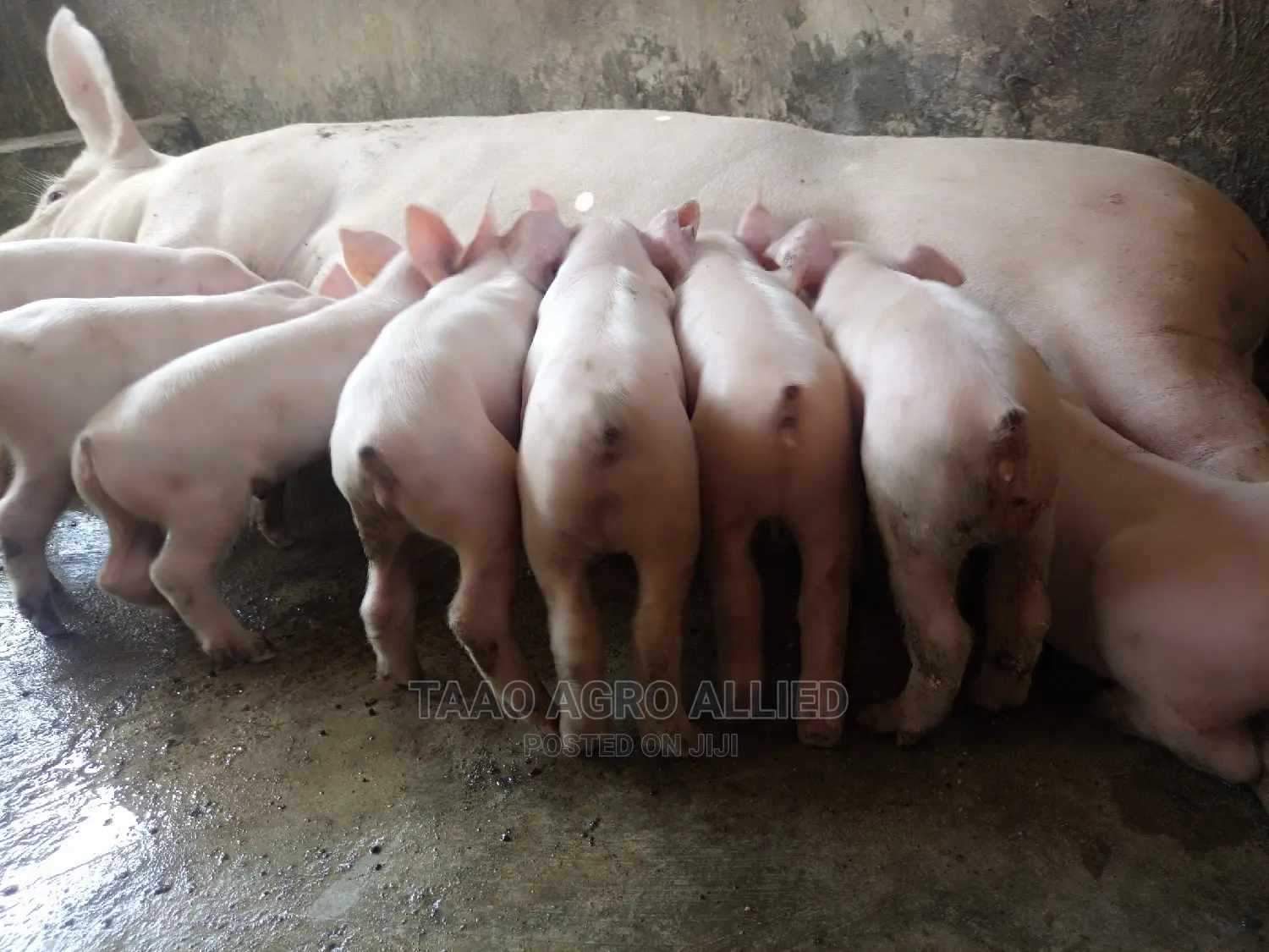 Exotic Weaners in Ede Osun