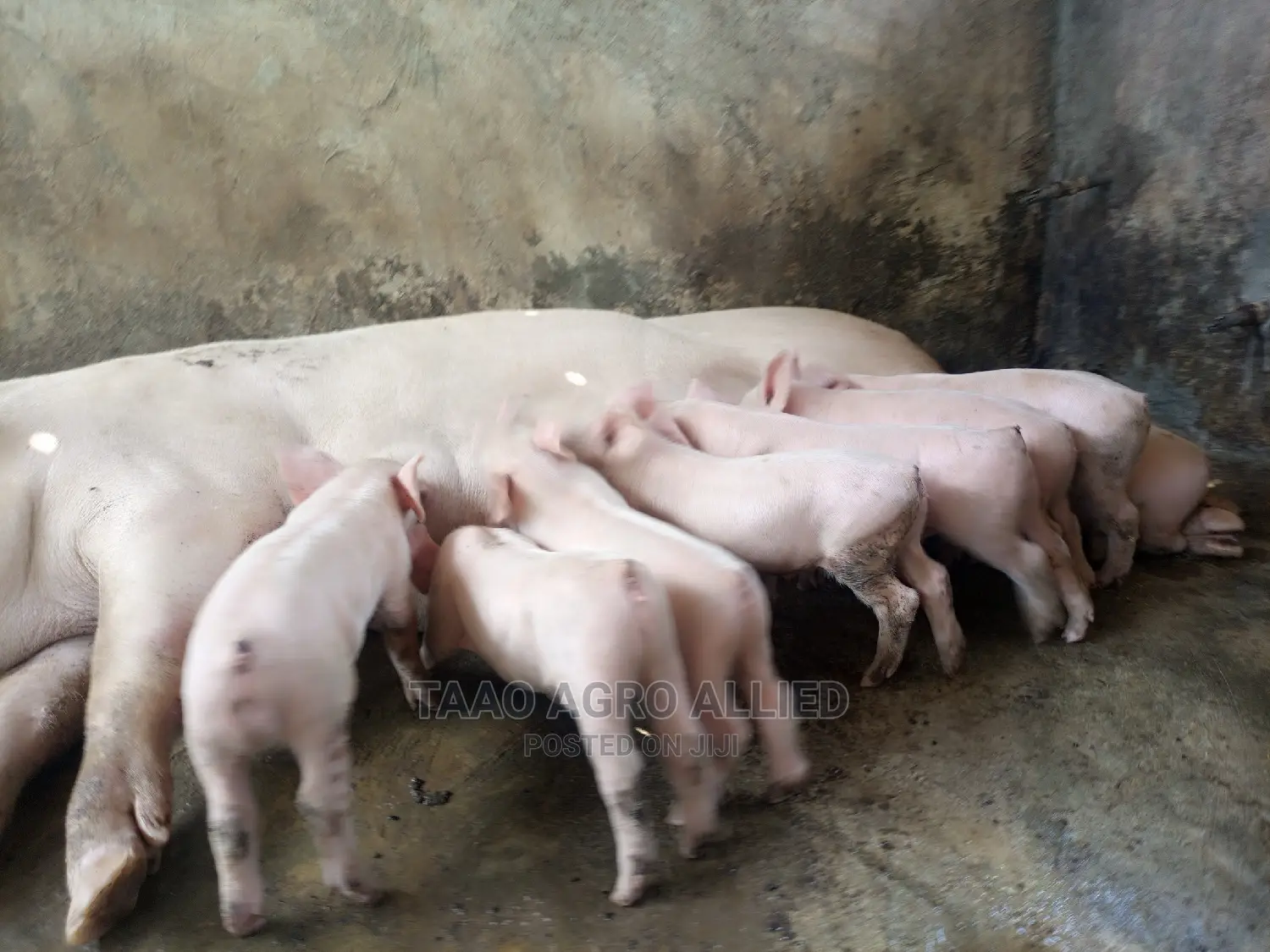 Exotic Weaners in Ede Osun