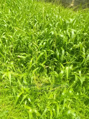Farm Lands for Sale at Epe Close to Igbonla