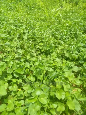 Farm Lands for Sale at Epe Close to Igbonla