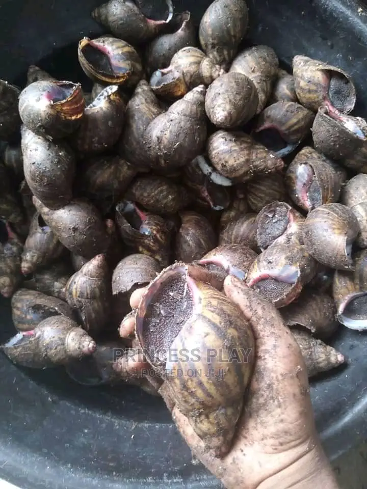 Dried Smoked Catfish, Shared RAM and Goat, Snails