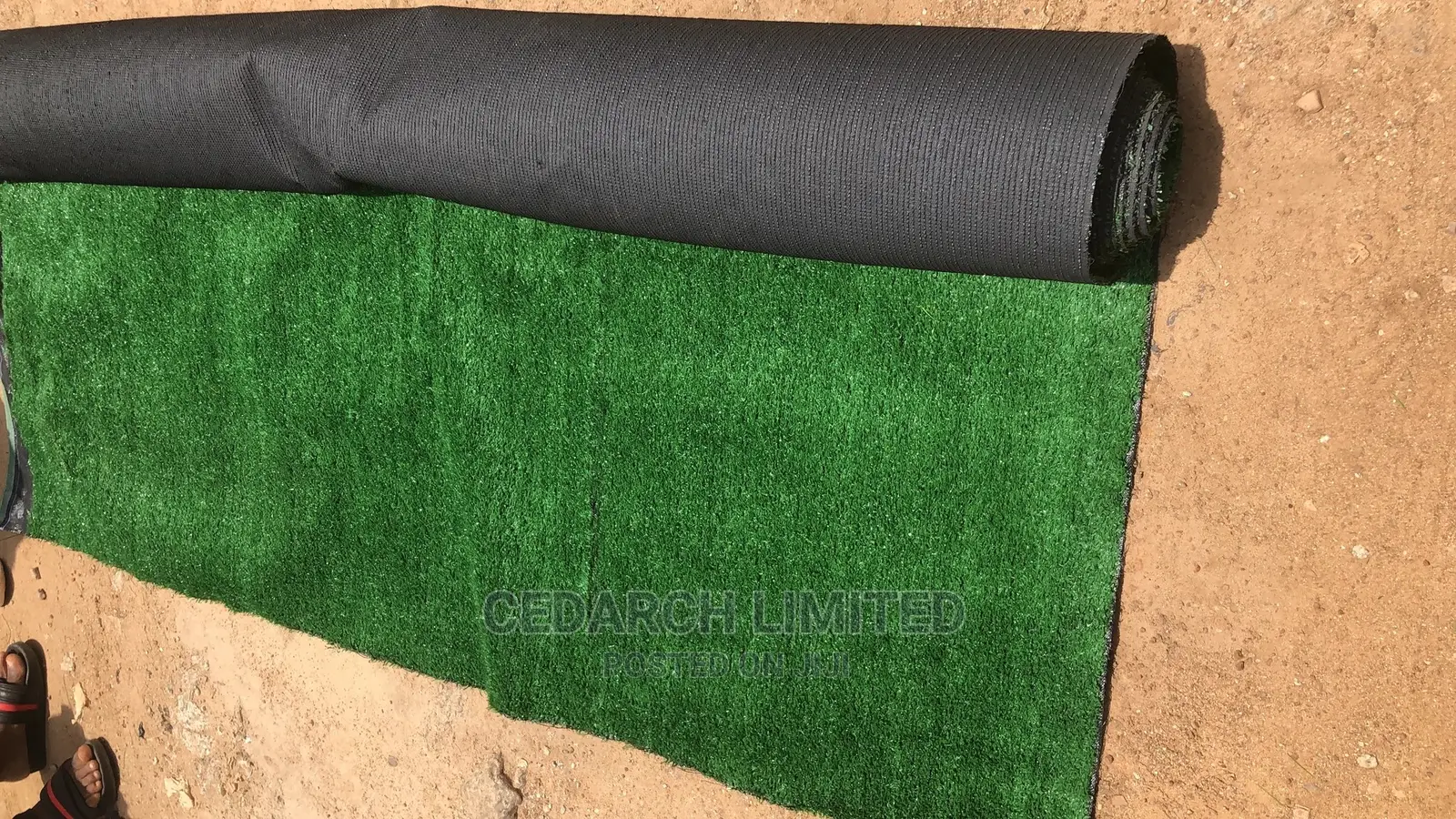 Carpet Grass