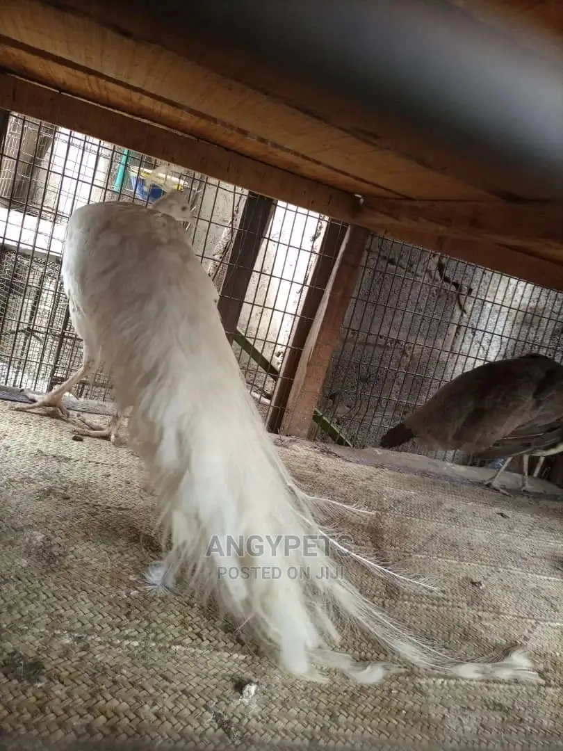 Pair of White Peacocks