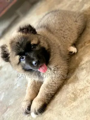 1-3 months Female Purebred Caucasian Shepherd