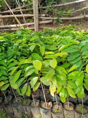 Order for Soursop Seedlings at Oyebuk Farms and Garden