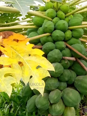 Hybrid Dwarf Pawpaw Seedlings Is Available At Oyebuk Farms