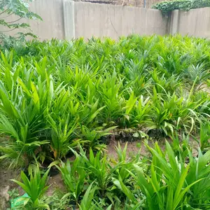 Special Tenera Oil Palm Seedlings