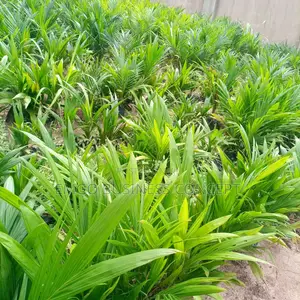 Special Tenera Breed Oil Palm Seedlings