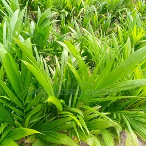 Special Tenera Palm Oil Seedlings