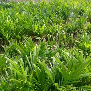 Special Oil Pal Seedlings (Tenera Breeds)