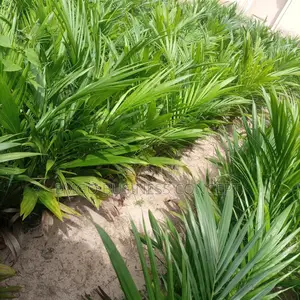 Tenera Variety Special Bred Palm Seedlings