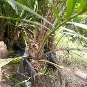Special Tenera Breeds Oil Palm Seedlings