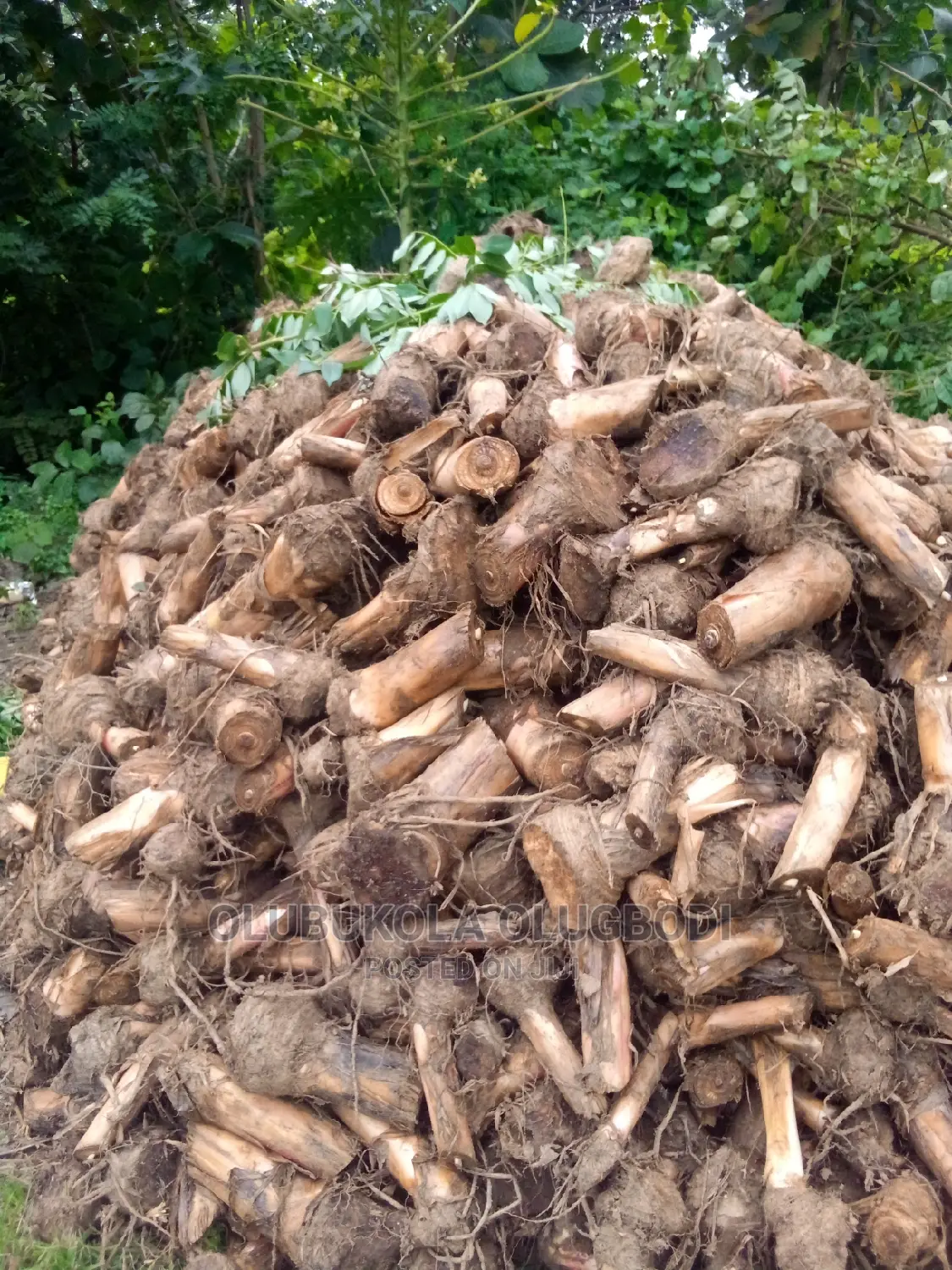Plantain Suckers