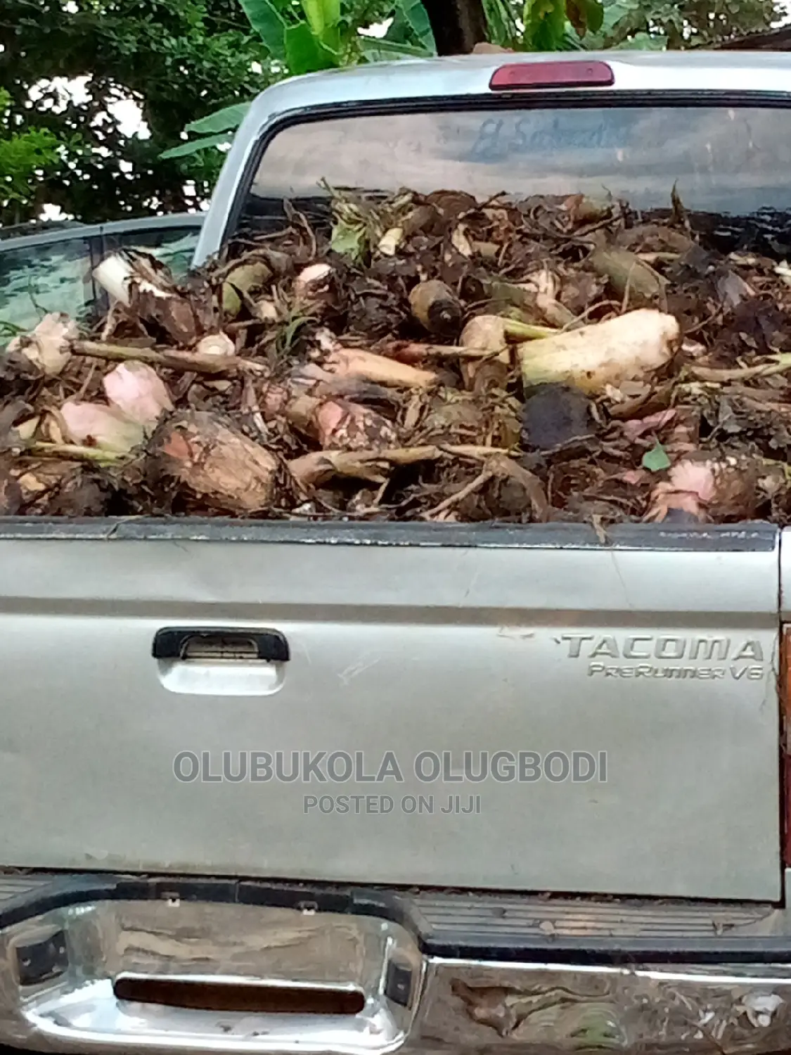 Plantain Suckers