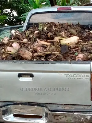 Plantain Suckers