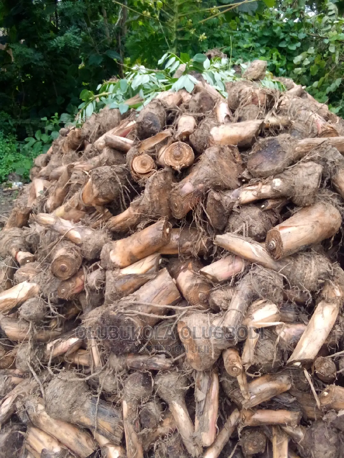Plantain Suckers