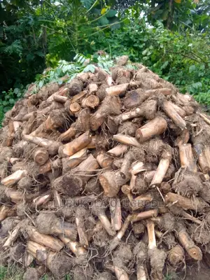 Plantain Suckers