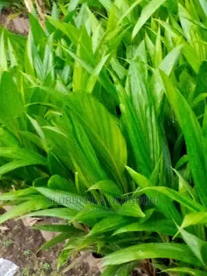 Tenera Oilpalm Seedlings