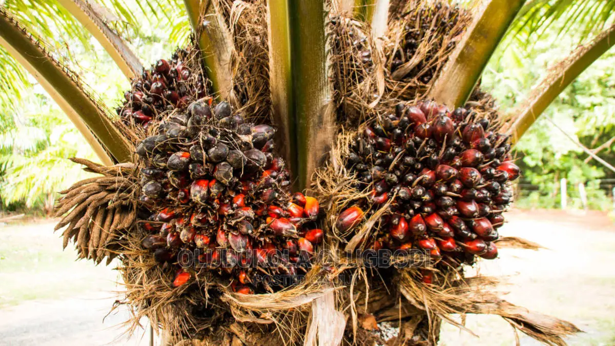 Tenera Oilpalm Seedlings
