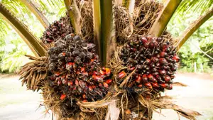 Tenera Oilpalm Seedlings