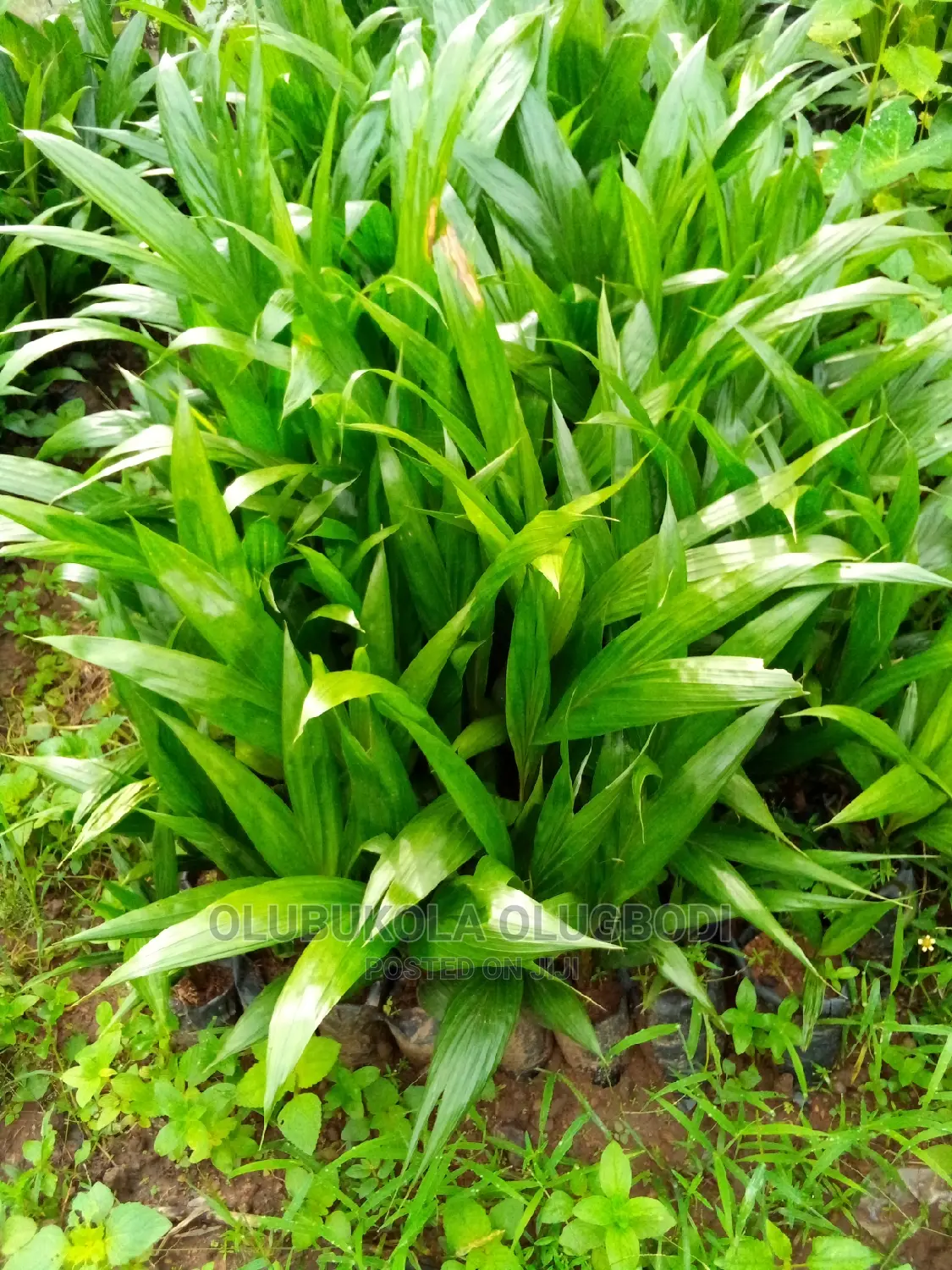 Tenera Oilpalm Seedlings