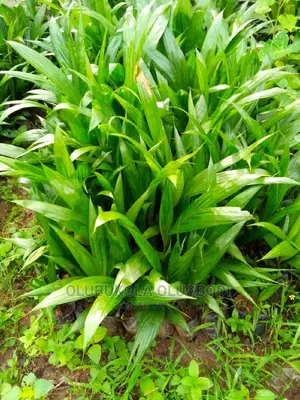 Tenera Oilpalm Seedlings