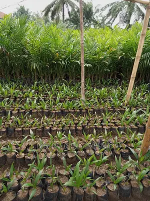 Choice Super Gene Oil Palm Seedings/ Nuts