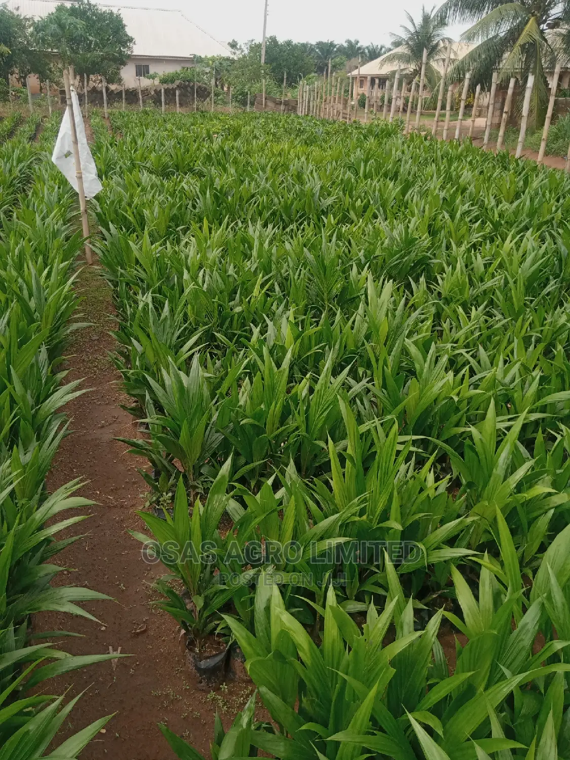 Choice Agro Limited/ Mapping