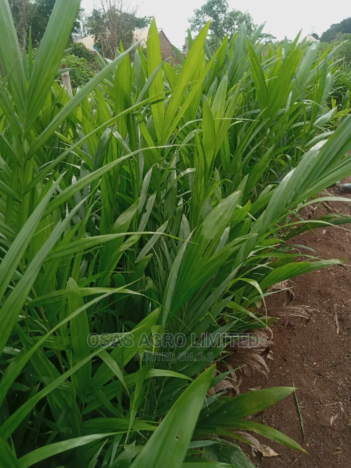 Choice Agro Limited/ Mapping
