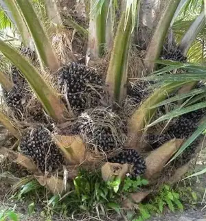 Tenera Palm Tree