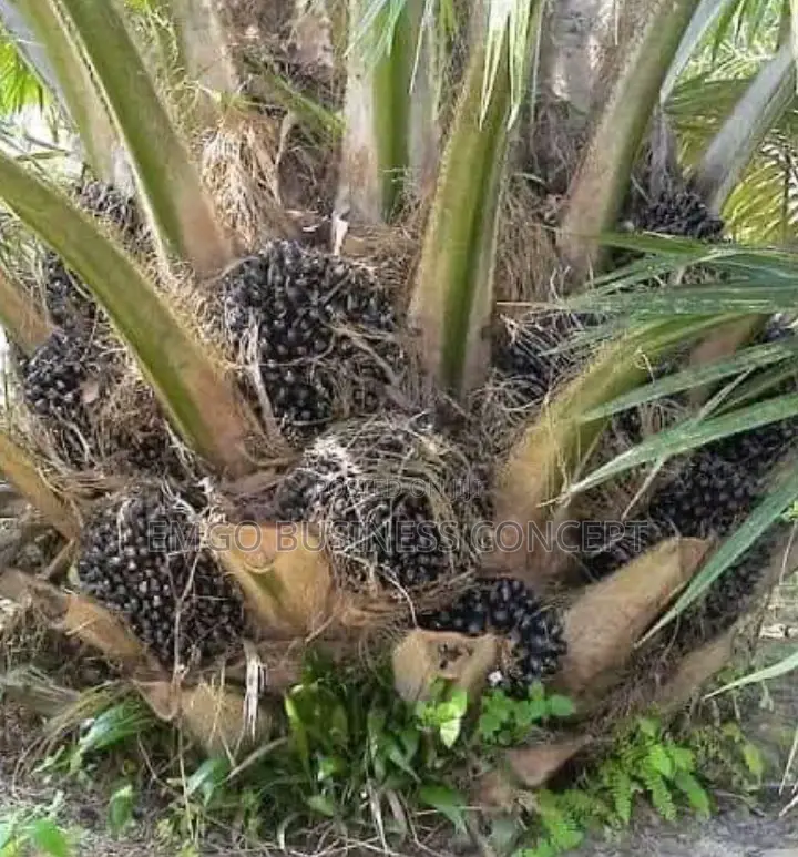Tenera Palm Tree