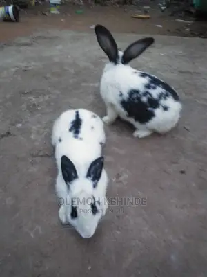 Hybrid Rabbits