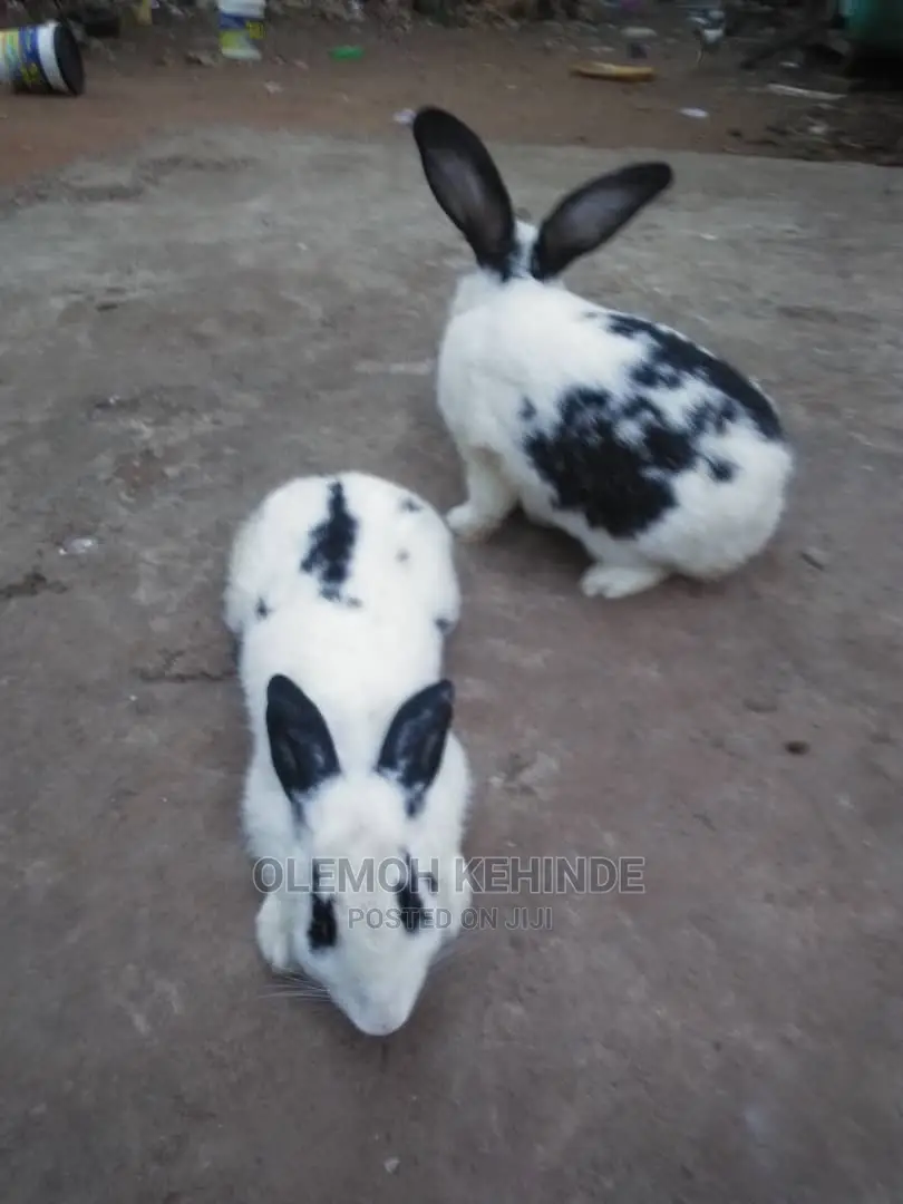 Hybrid Rabbits