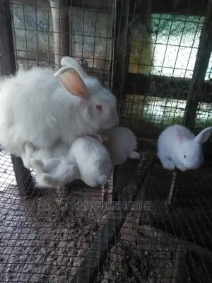 Hybrid Rabbits