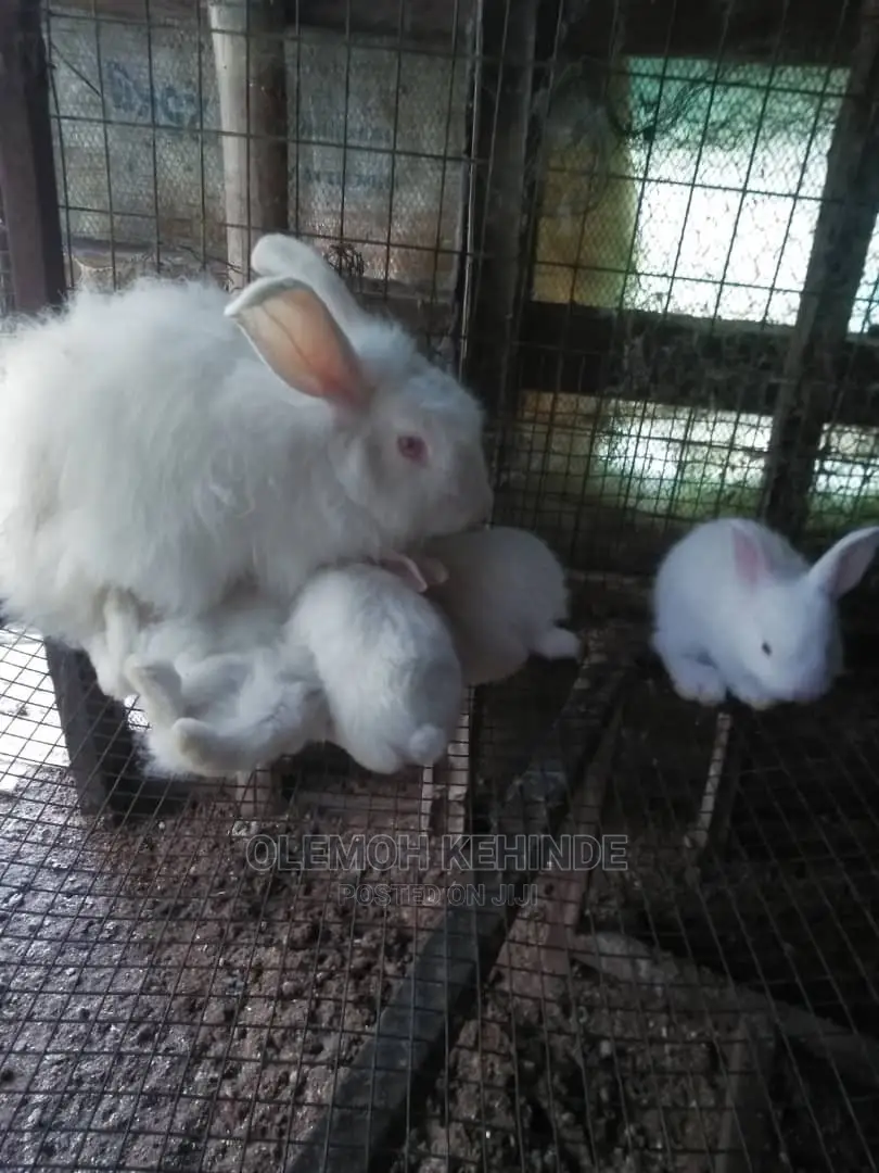 Hybrid Rabbits