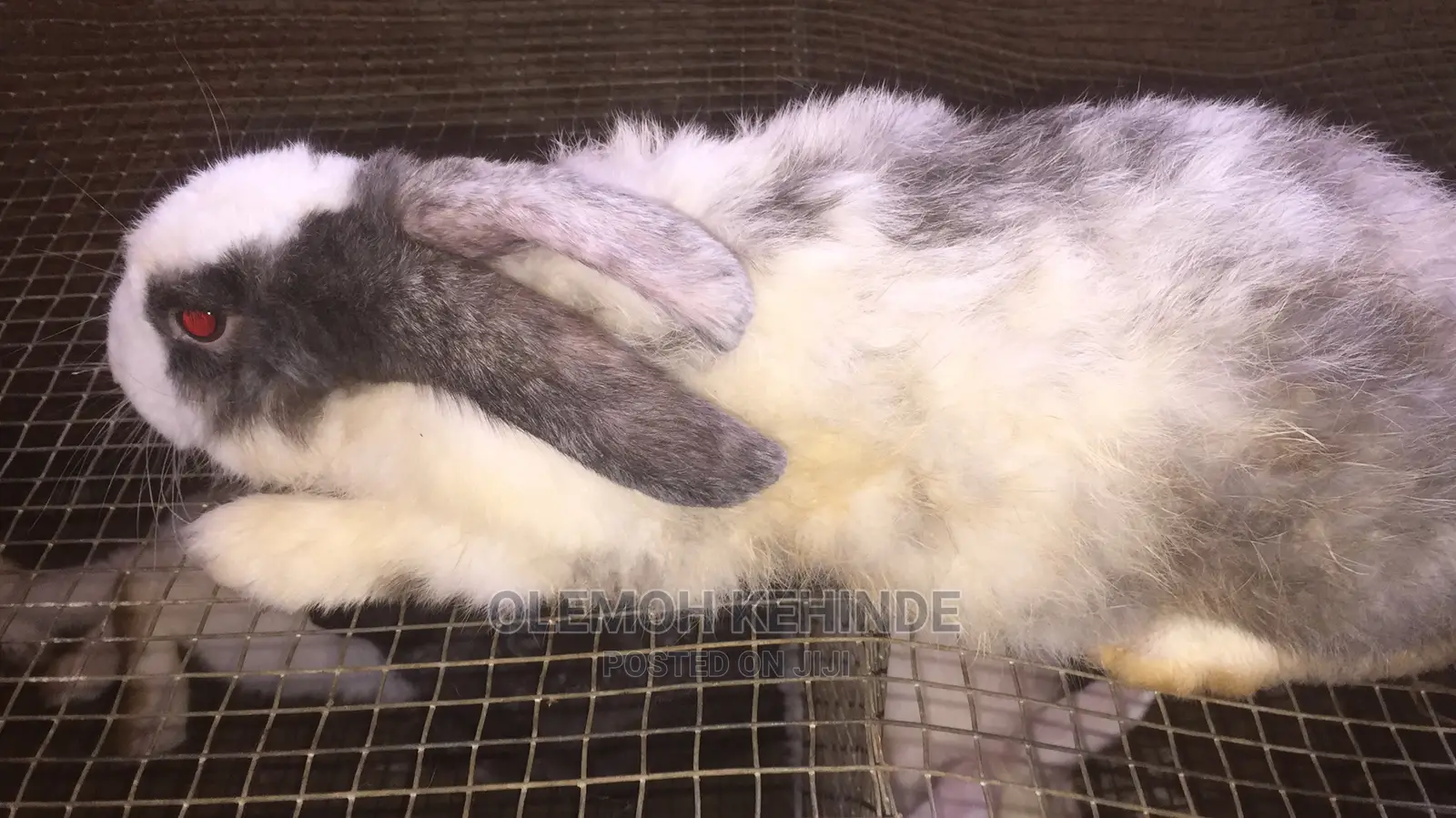 Hybrid Rabbits