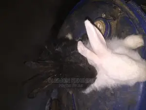 Hybrid Rabbits