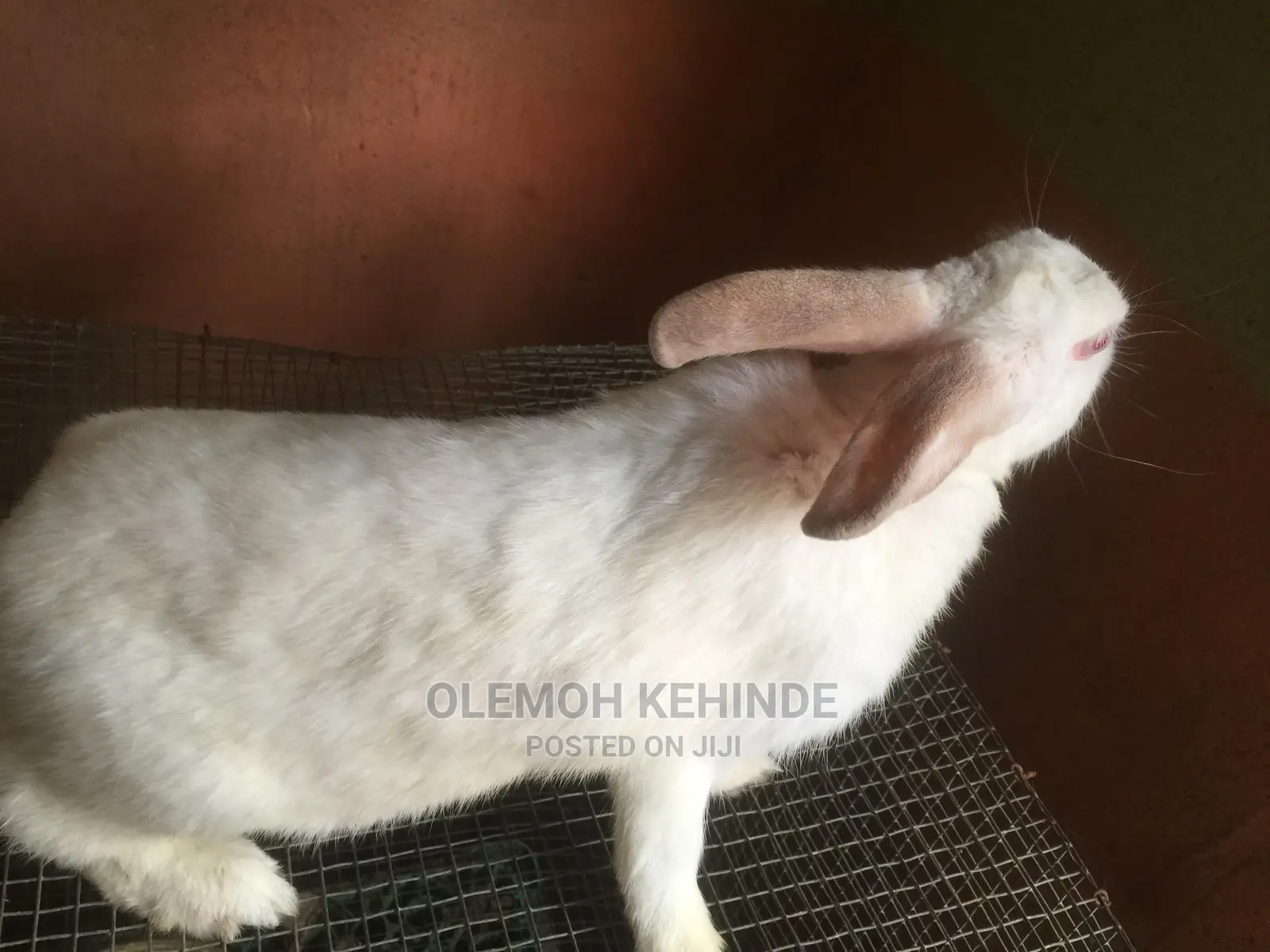 Hybrid Rabbits