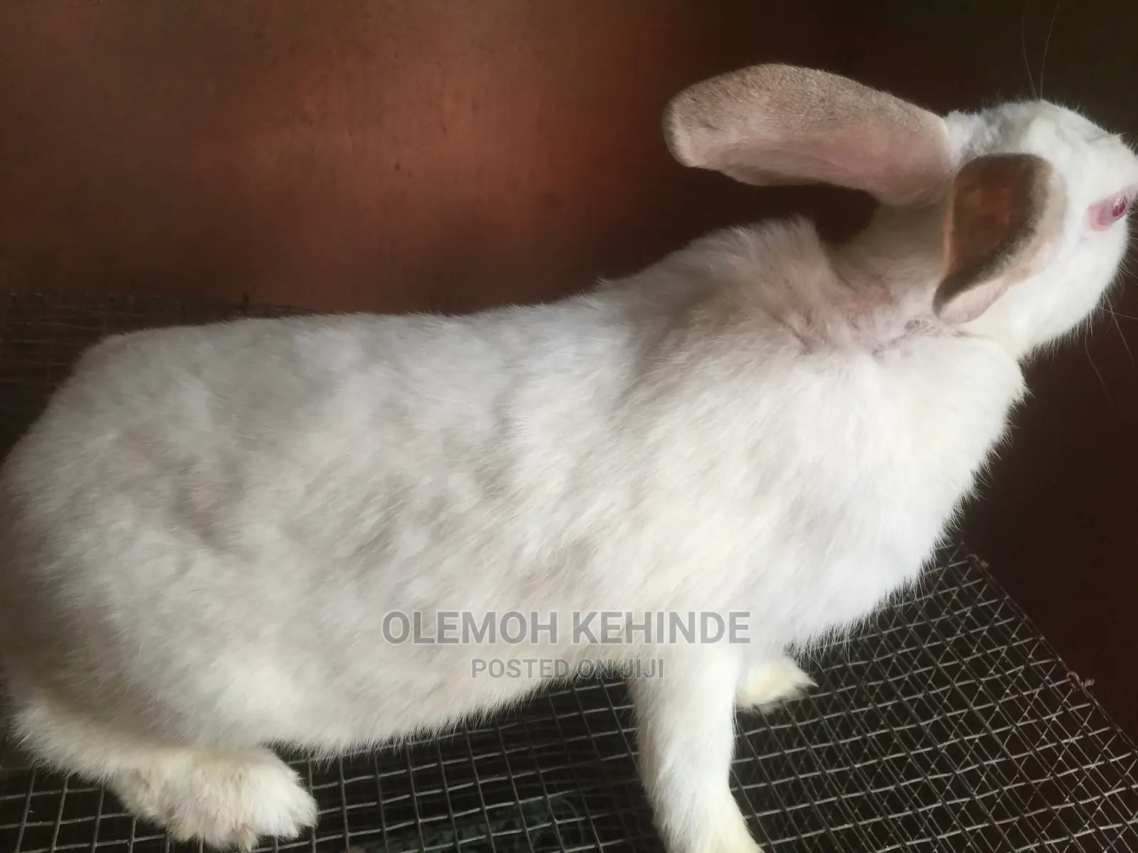 Hybrid Rabbits