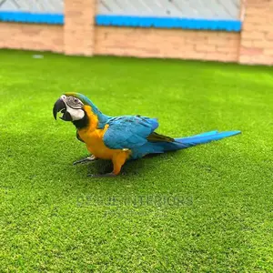 Artificial Carpet Grass for Bulk Buyers Distributors Ba