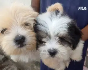 1-3 months Male Purebred Lhasa Apso