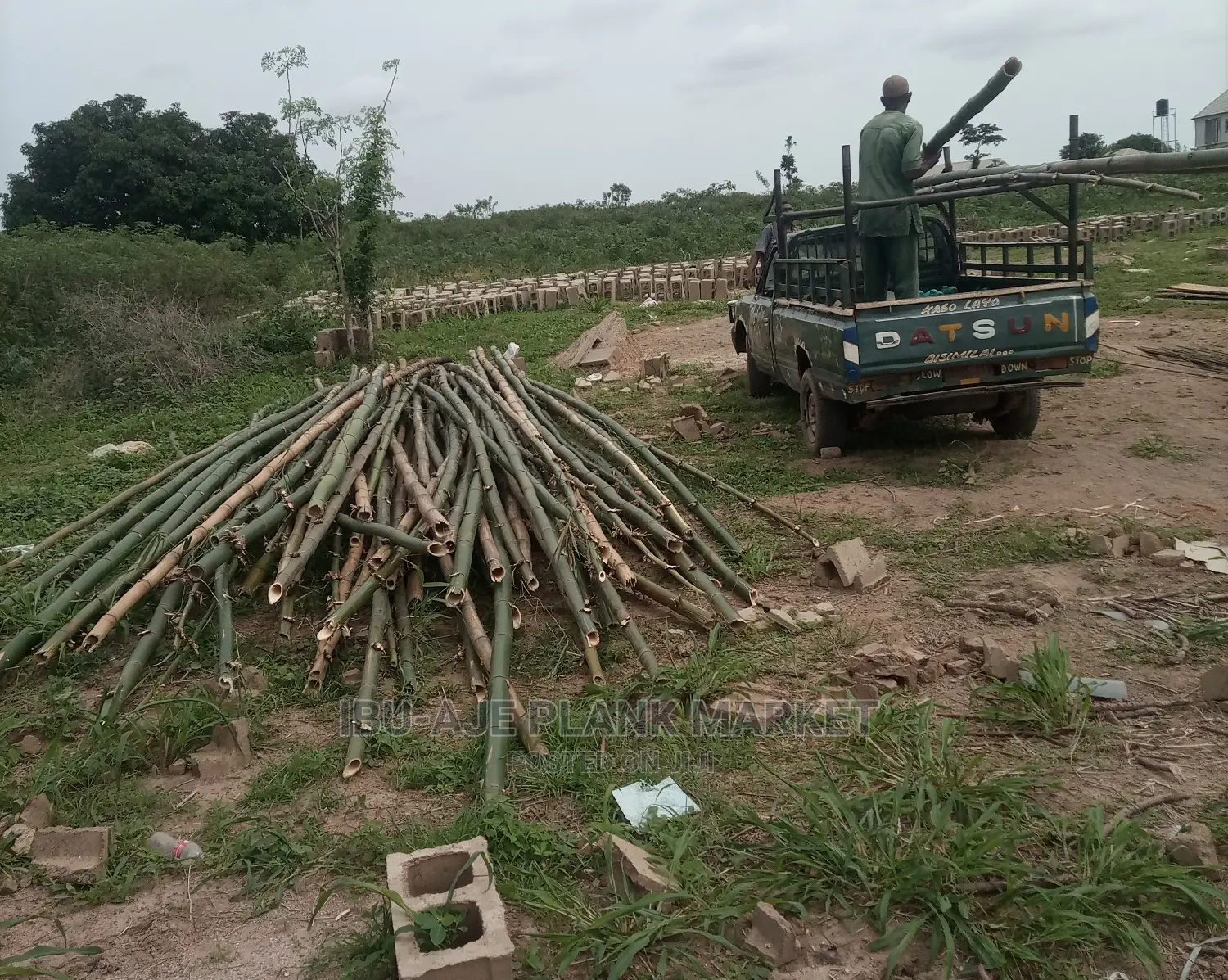 Bamboo Poles