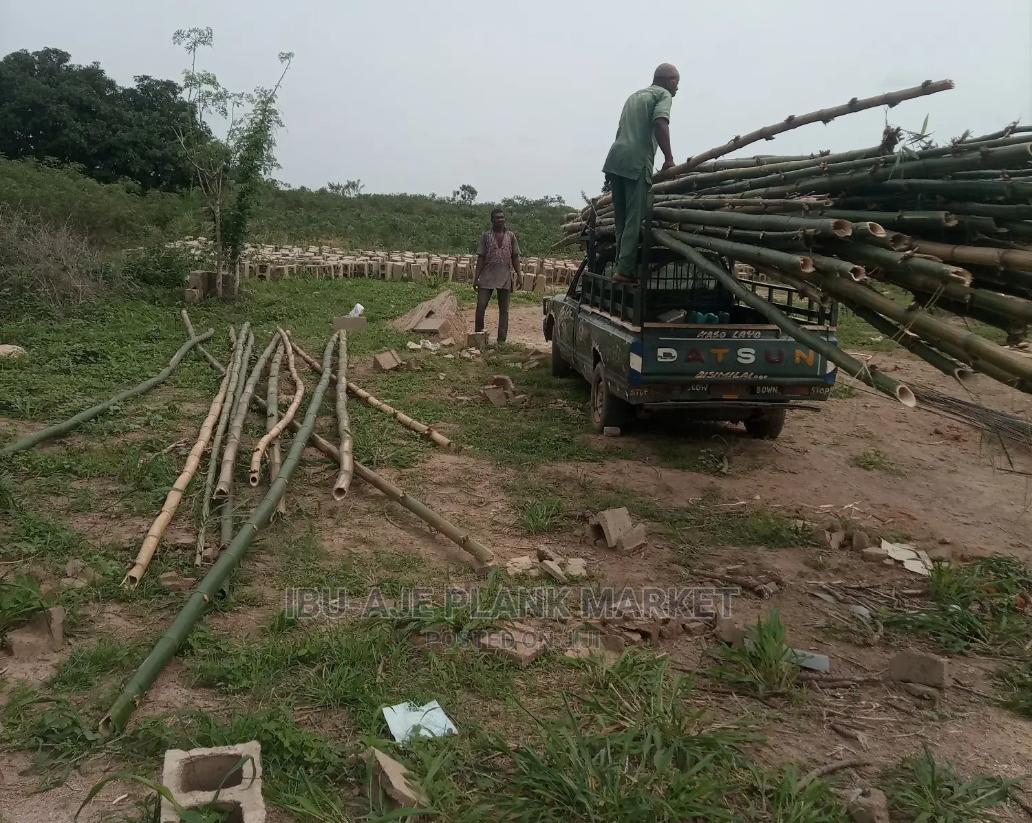 Bamboo Poles