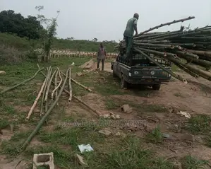Bamboo Poles