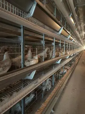 Imported Poultry Cage