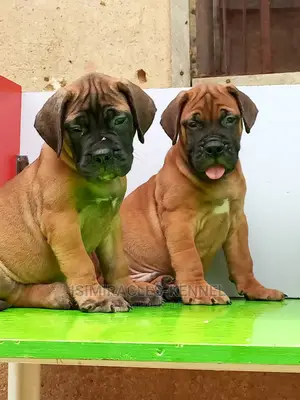 1-3 months Male Purebred Bullmastiff