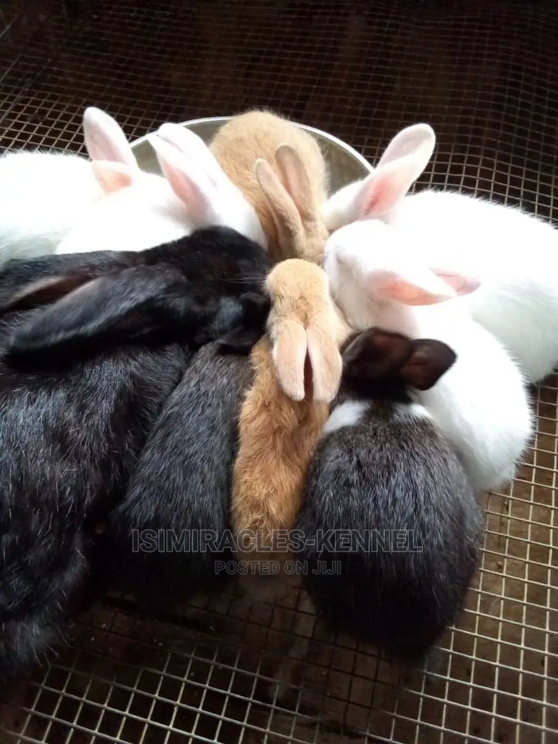 Rabbits Available for Instant Pickup