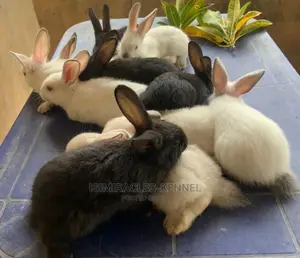 Rabbits Available for Sale