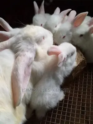 Rabbits Available for Sale