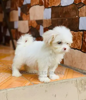 1-3 months Male Purebred Lhasa Apso